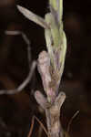 Bighead pygmycudweed